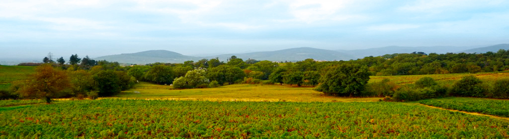 Vignobles Bodillard - Villié Morgon