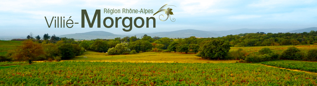 Vignobles Bodillard - Villié Morgon