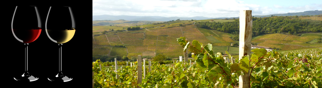 Vignobles Bodillard - Vins du beaujolais et de bourgogne - Morgon