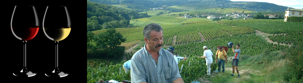 Vignobles Bodillard - Vins du beaujolais et de bourgogne - Morgon